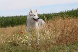 SIBERIAN HUSKY 094
